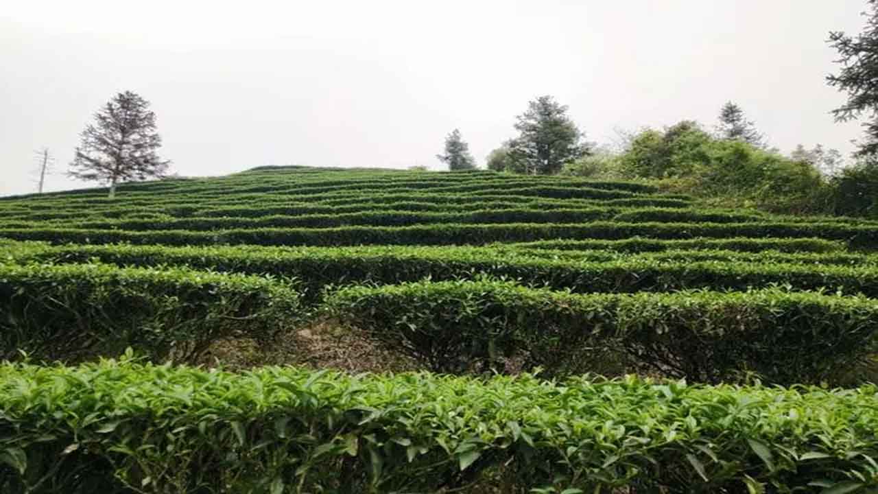 常年供应粤北高山茶
