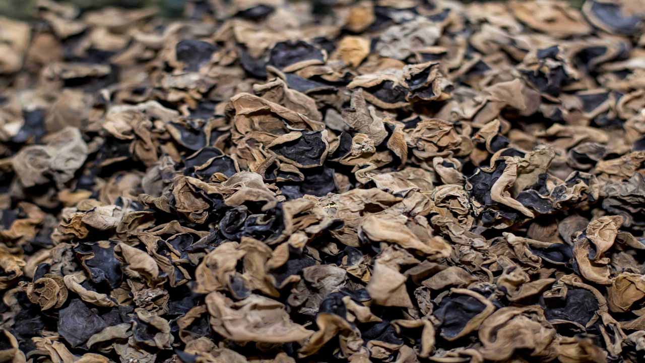 常年供应粤北木耳