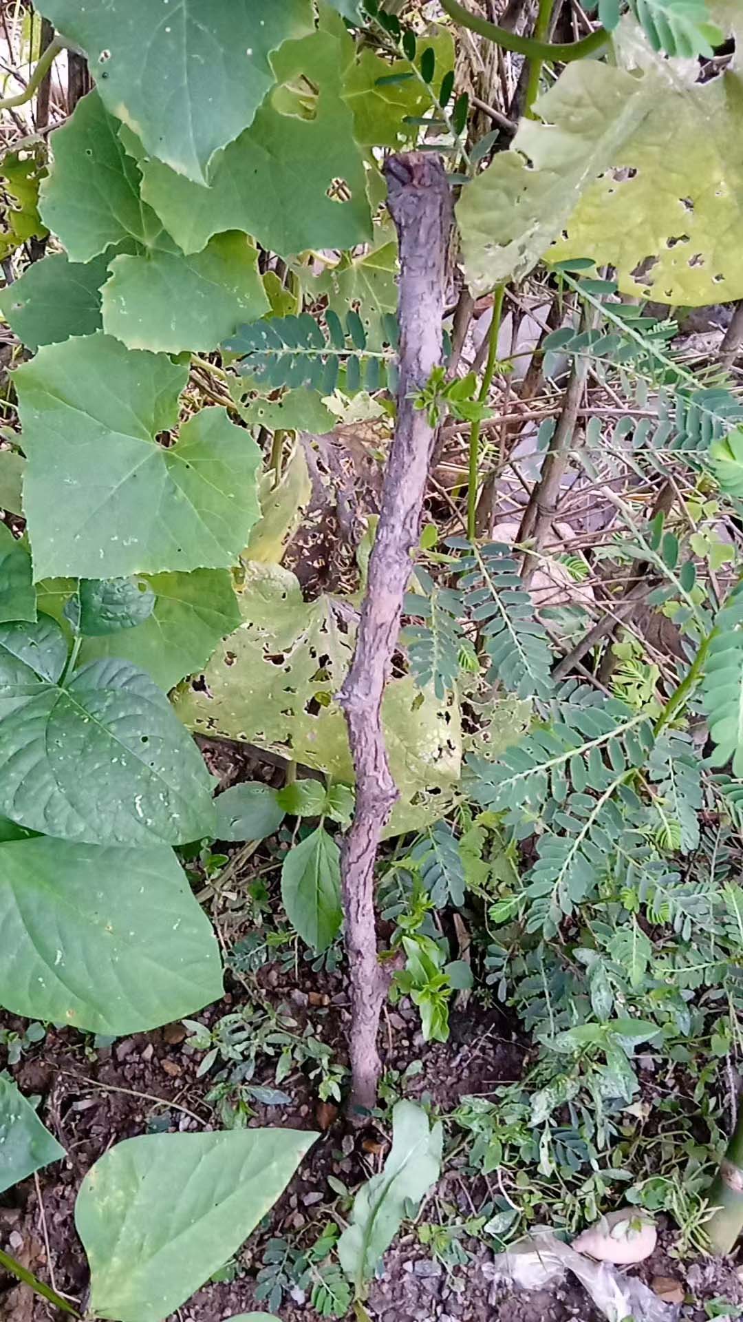 为什么我自已种植冬枣？粤北山货网，粤北绿色食材！